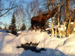Car = transportation to you and I.....Car = stepstool for moose | Alaskan  wildlife, Alaskan moose, Moose pictures