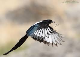 black billed magpie with nesting