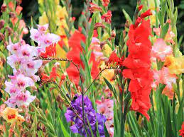 how to grow and care for gladioli