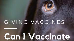 Deworming your domestic kitten or puppy is an essential step to maintaining a good and healthy pet. How To Do Puppy Vaccinations And Give Your Puppies Shots Pethelpful