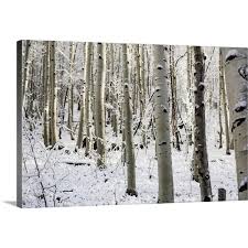 Greatbigcanvas Snowy Birch Trees In A