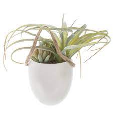Succulent Air Plant In White Pot Wall