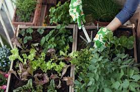 Vegetable Garden Ideas For Your Home