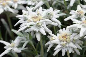 edelweiss flower facts and description