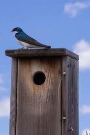 Swallow Bird House Construction Easy