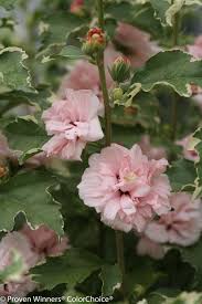 Has been bred for a narrow, upright habit that makes it useful for planting as a screen, either side of an entrance or in large patio containers as a feature plant. Rose Of Sharon How To Plant And Grow This Exotic Looking Shrub Hgtv