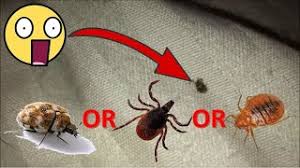 bed bug tick or carpet beetle what