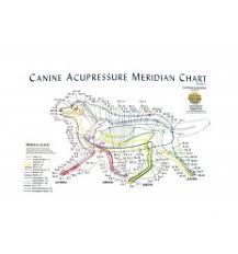 Canine Acupressure Meridian Chart Bc135 Charts Education