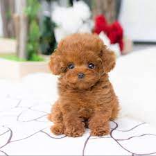 red teacup poodle near me