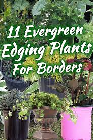 11 Evergreen Edging Plants For Garden