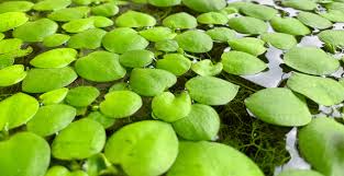 Check spelling or type a new query. The 8 Best Freshwater Floating Aquarium Plants