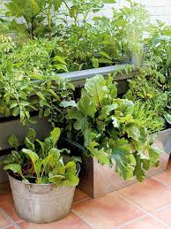container vegetable gardening ideas