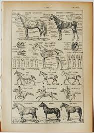 Antique French Dictionary Page Equestrian Horse Anatomy