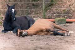 how-do-horses-sleep-at-night