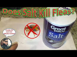 how to eliminate fleas with salt does