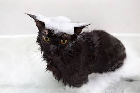 maine cat taking bath stock photo