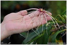 In vitro propagation of a rare orchid, bulbophyllum nipondhii was carried out. Bulbophyllum Thai Spider