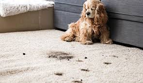 carpet odor removal in columbus oh