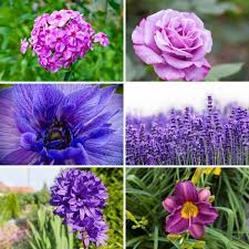 Not only do they thrive in the sun but they are hardy and pack a punch of color. 37 Purple Perennial Flowers You Plant Once And Enjoy Forever