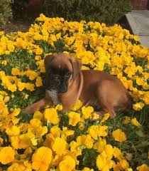 Brindle, fawn, reverse brindle, sealed brindle. Euro Boxx Boxers Produces Quality European Boxer Puppies For Show Work Or Play Our Boxers Are Of Select European American Bloodlines All Boxer Parents Are Health Tested Puppies Are Akc Registered