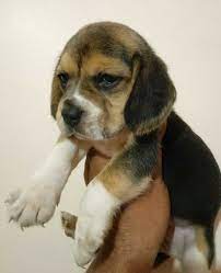 beagle puppies in delhi