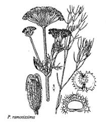 Sp. Portenschlagiella ramosissima - florae.it