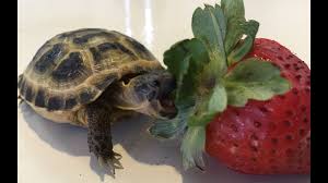 Russian Tortoise Growth Up To 6 Months