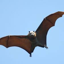 scientists have decoded bat age