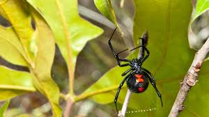 4 Venomous South Ina Spiders And
