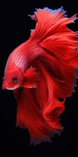 premium ai image a close up of a red fish