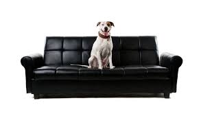 what sofa fabric is best for dogs 4