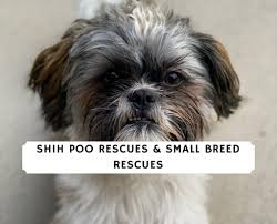 Those teddybear puppies look adorable. Top 5 Shih Poo Rescues Small Breed Rescues 2021 We Love Doodles