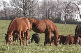 Managing Pregnant Mares The Horse