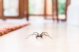 How Do I Get Rid Of Spiders In My House