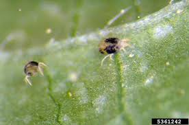 Two Spotted Spider Mite Fc Bugwoodwiki