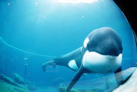 Keiko, a genus orca whale, was born in 1976 and captured off the coast of iceland in 1979. Keiko Killer Whale Wikipedia