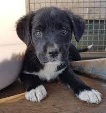 Although they require a lot of exercise, their intellect allows for. Rspca Nsw Border Collie Cross Labrador Retriever Pups Facebook