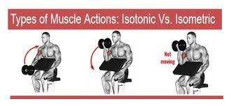 types of muscle actions isotonic vs