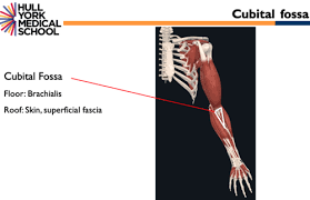 cubital fossa forearm and wrist