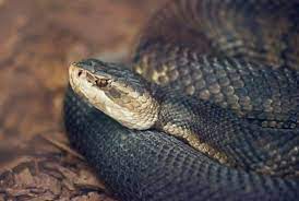 13 types of black snakes in florida