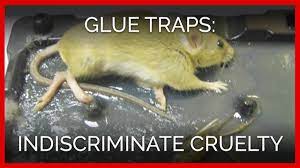 s stuck on glue traps