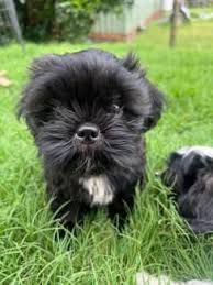 black male maltese x shihtzu dogs