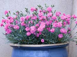 Plants For Containers Plants For A