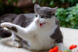 Redirected Aggression In Cats Causes