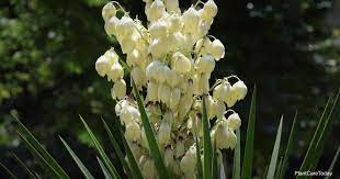 And indoor yucca cane plants will likely not flower. Yucca Flower How To Handle A Flowering Yucca Plant