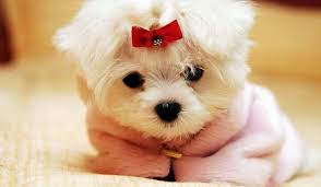 100 small dog wallpapers wallpapers com