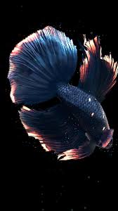This app have a nice. Betta Fish Live Wallpaper Free For Android Apk Download Betta Fish Live 1440x2560 Download Hd Wallpaper Wallpapertip