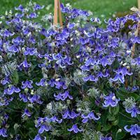 Some great plants for clay soil in full sun or light partial shade are: 10 Perennials For Clay Soil Clay Tolerant Plants Proven Winners