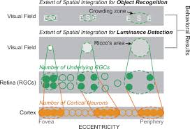 Linkage Between Retinal Ganglion Cell Density And The