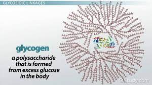 When body needs glucose, glycogen breaks into glucose and comes to blood. Carbohydrates Are Stored In The Liver And Skeletal Muscles In The Form Of A Cholesterol B Glycogen C Glucose D Triglycerides Study Com